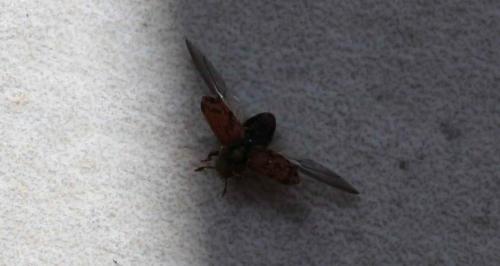 Hylesinus sp.